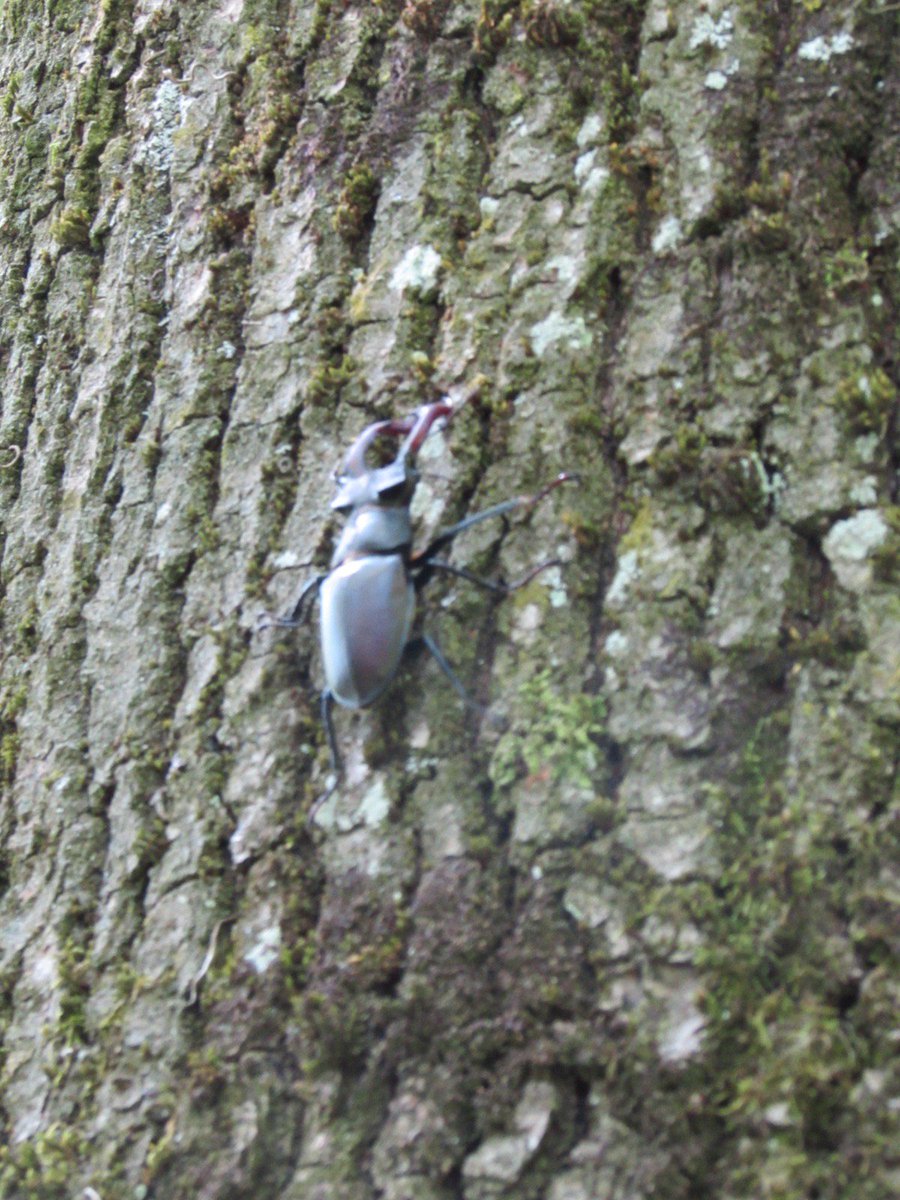 DemagnyFrederic's tweet photo. Avé Lucanus Cervus.
#laboisse #cotiere #insecte #coleoptere #nature #promenonsnousdanslesbois https://t.co/AvfORjmDDK