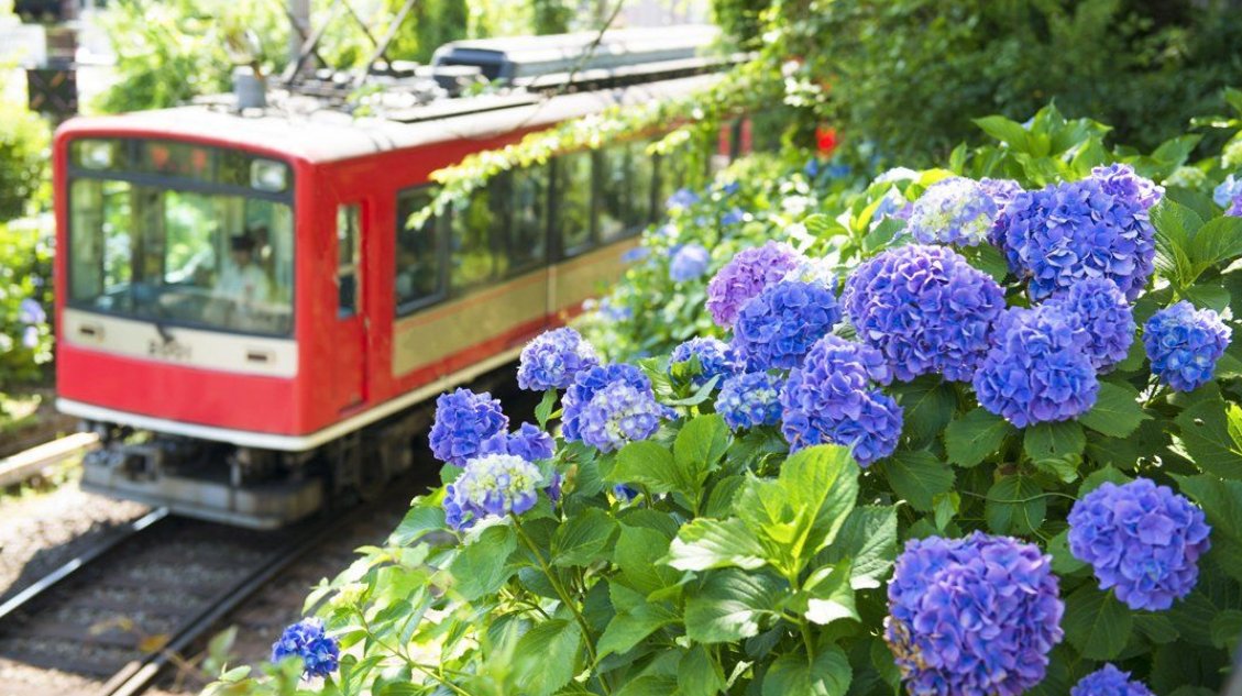 InsideJapan's tweet image. Hakone's Tozan Railway takes you on a scenic winding mountain line through thousands of beautiful hydrangeas: goo.gl/rYPbDV

via @nippon_en #Hakone #Hydrangeas #JapanInBloom