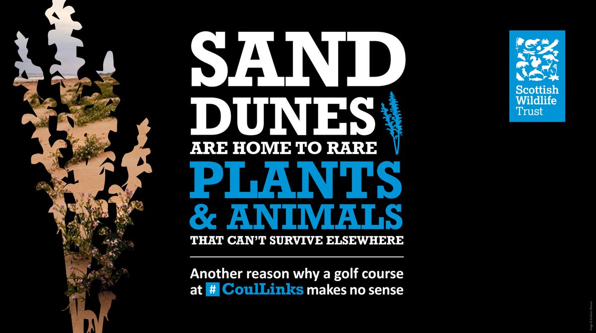 Here's just a few reasons why golf at Coul Links makes no sense. Please support this campaign - it's important to the future of all our protected places. #SaveCoulLinks
 scottishwildlifetrust.org.uk/our-work/our-a…