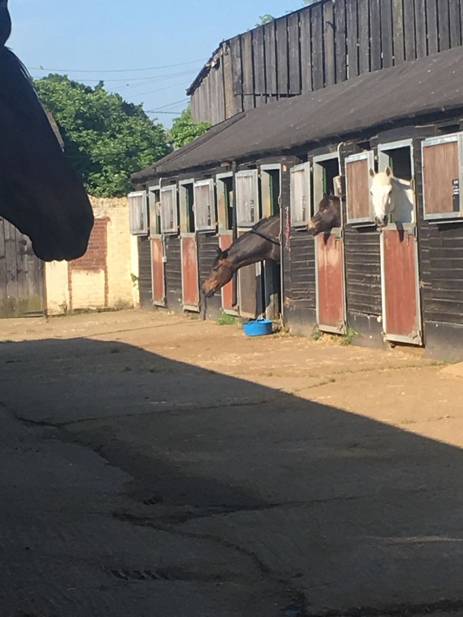 Cribbing/Windsucking – case study in minimising the behaviour through management. Part 1: Identifying the complex causes aspireequestrian.wordpress.com/2018/05/21/cri…