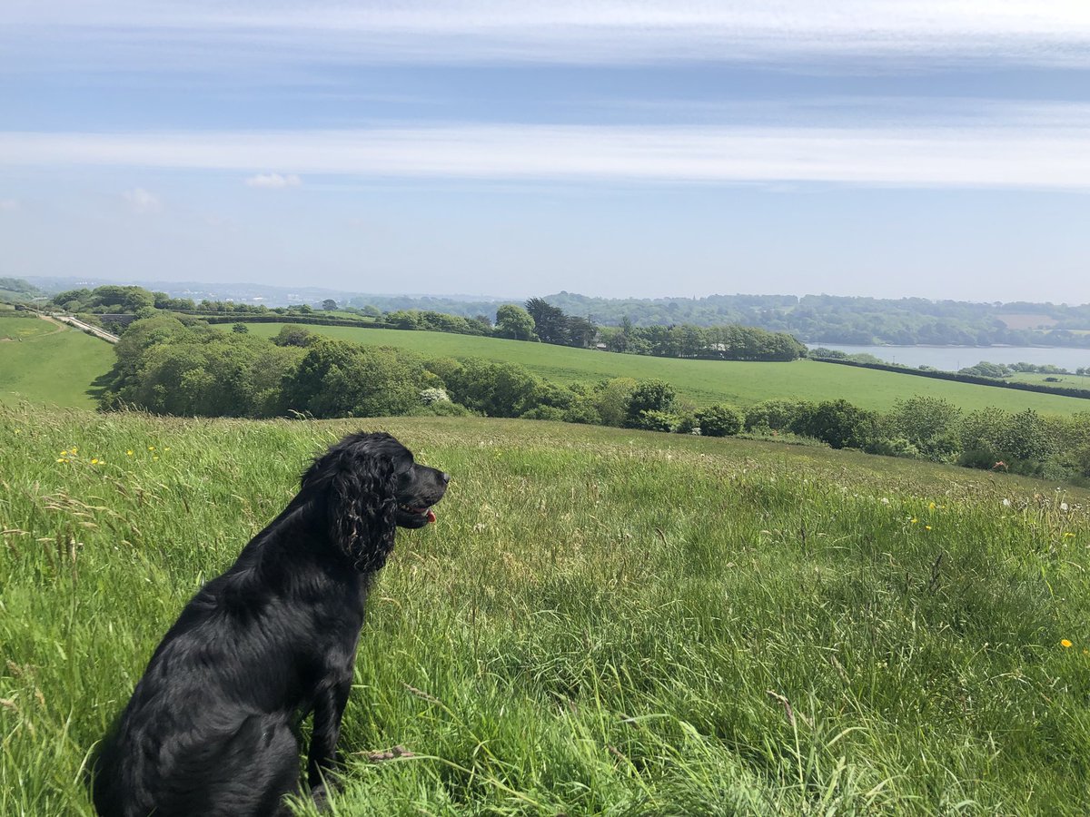 Shillingham's tweet photo. Spaniel enjoying the view #cocker #spaniel #Cornwall #farm #gundog #sunday https://t.co/HUsg0rUOs5