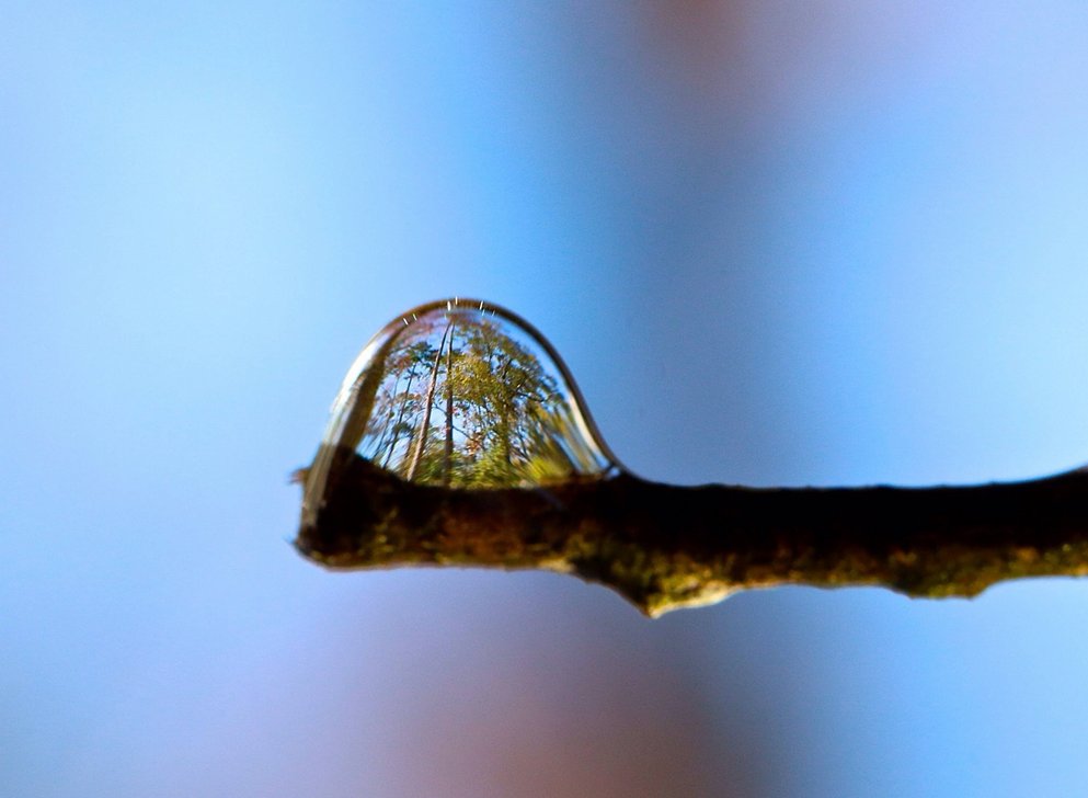 InterestingAsH's tweet photo. Trees refracted in a water droplet https://t.co/v215NKcGtF