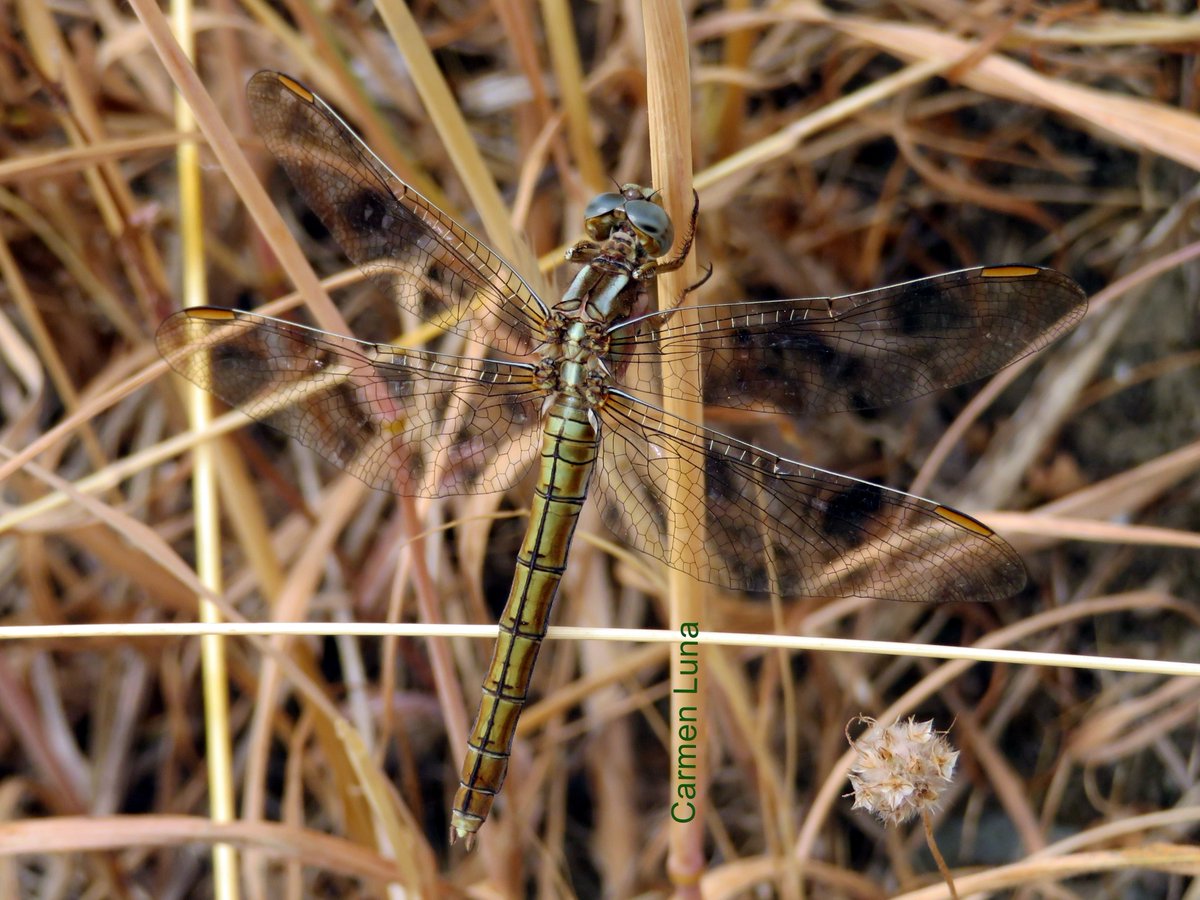 Hebenaria's tweet photo. Orthetrum coerulescens hembra. 20-5-2018.Motril. https://t.co/XKpkypBmsg