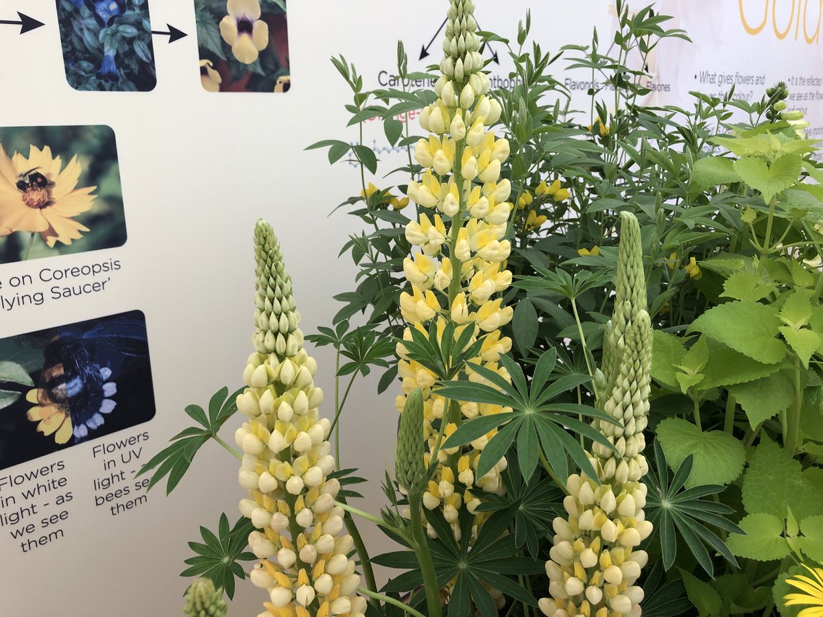 The display of yellow and gold is stunning on <a href="/capelmanor/">Capel Manor College</a> stand in the Great Pavilion #RHSChelsea #RHSChelsea2018
