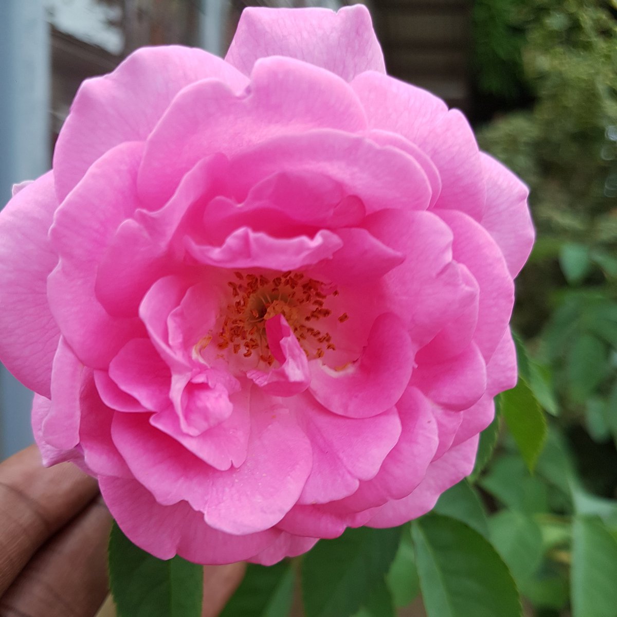 Melanin_Milz's tweet photo. Every experience is perfect for my growth 
.
.
#pinkrose #phonetography #samsung #samsung7edge #Suriname #naturephotography #affirmations #PositiveVibes  #MondayMotivation https://t.co/kyUDeEnBWt