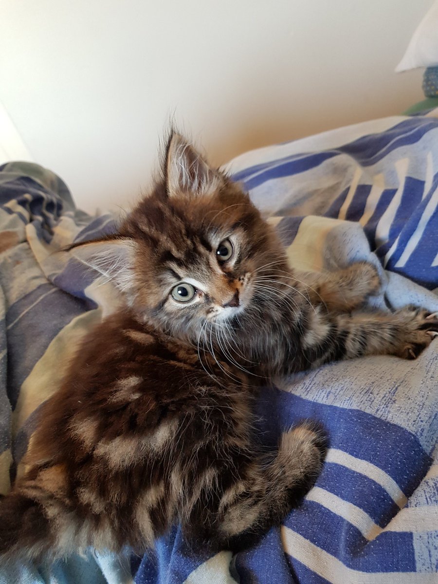 Intimate_Me's tweet image. New floof - Eranikus (Rani) - may or may not be part Maine coon...