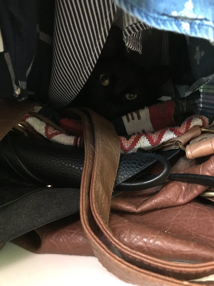 Pierrodactile's tweet photo. Lβarmoire a des yeux...
#cat #wardrobe #movie #abitscary #funny https://t.co/PiBqiznK2F