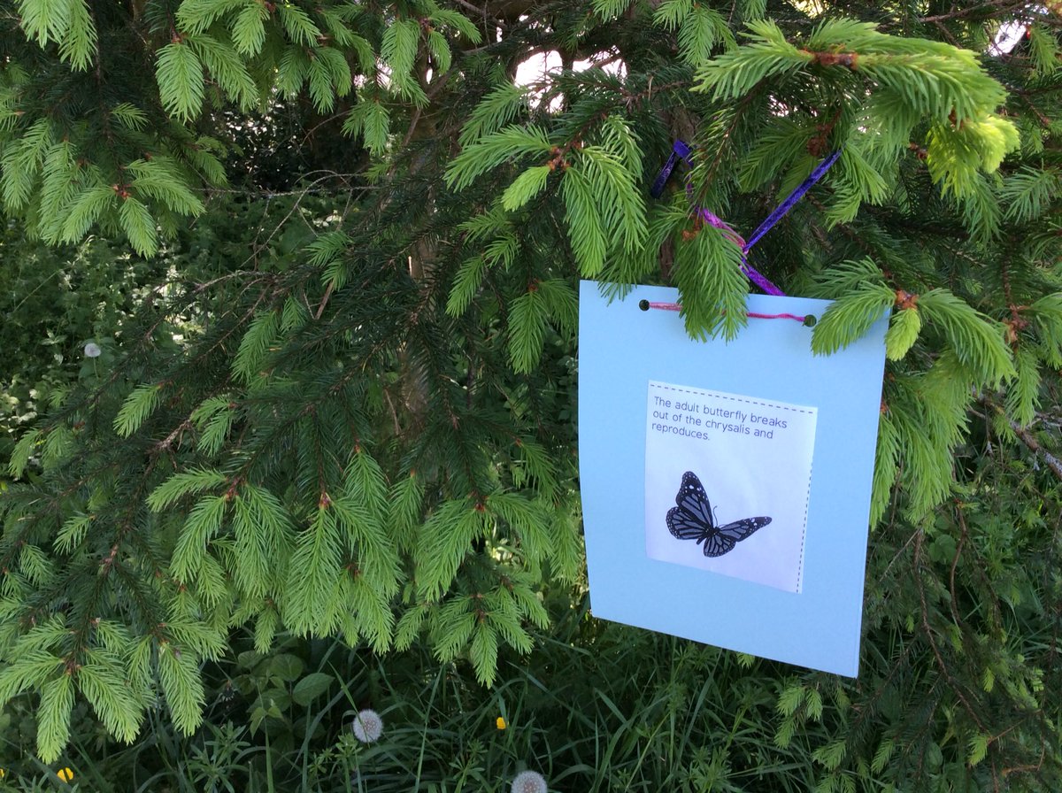 Y5MelthamMoor's tweet photo. Hunting for clues to help us order the life cycle of insects & amphibians that undergo metamorphosis #melthammoorscience #❤️learning #workingwild https://t.co/uJW8EXtRXU