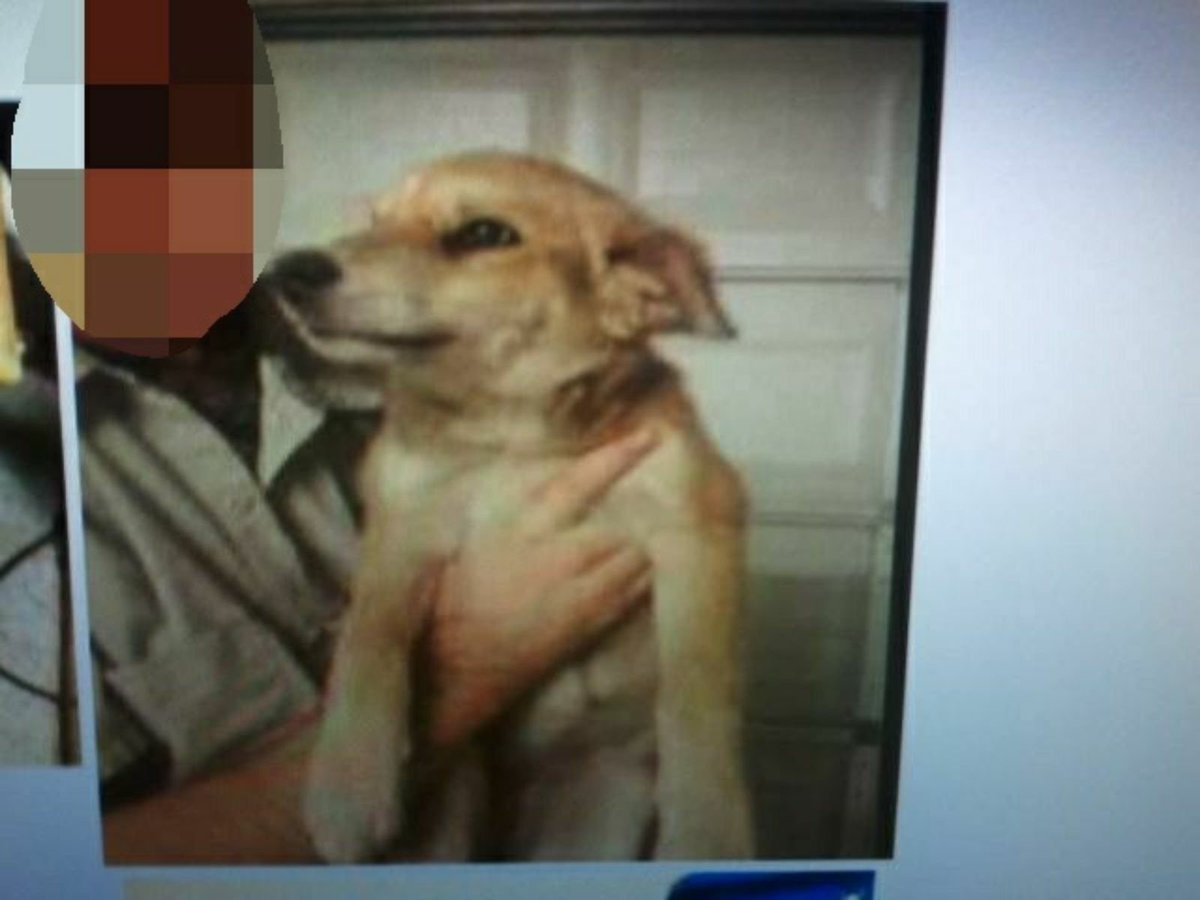 queensland heeler craigslist