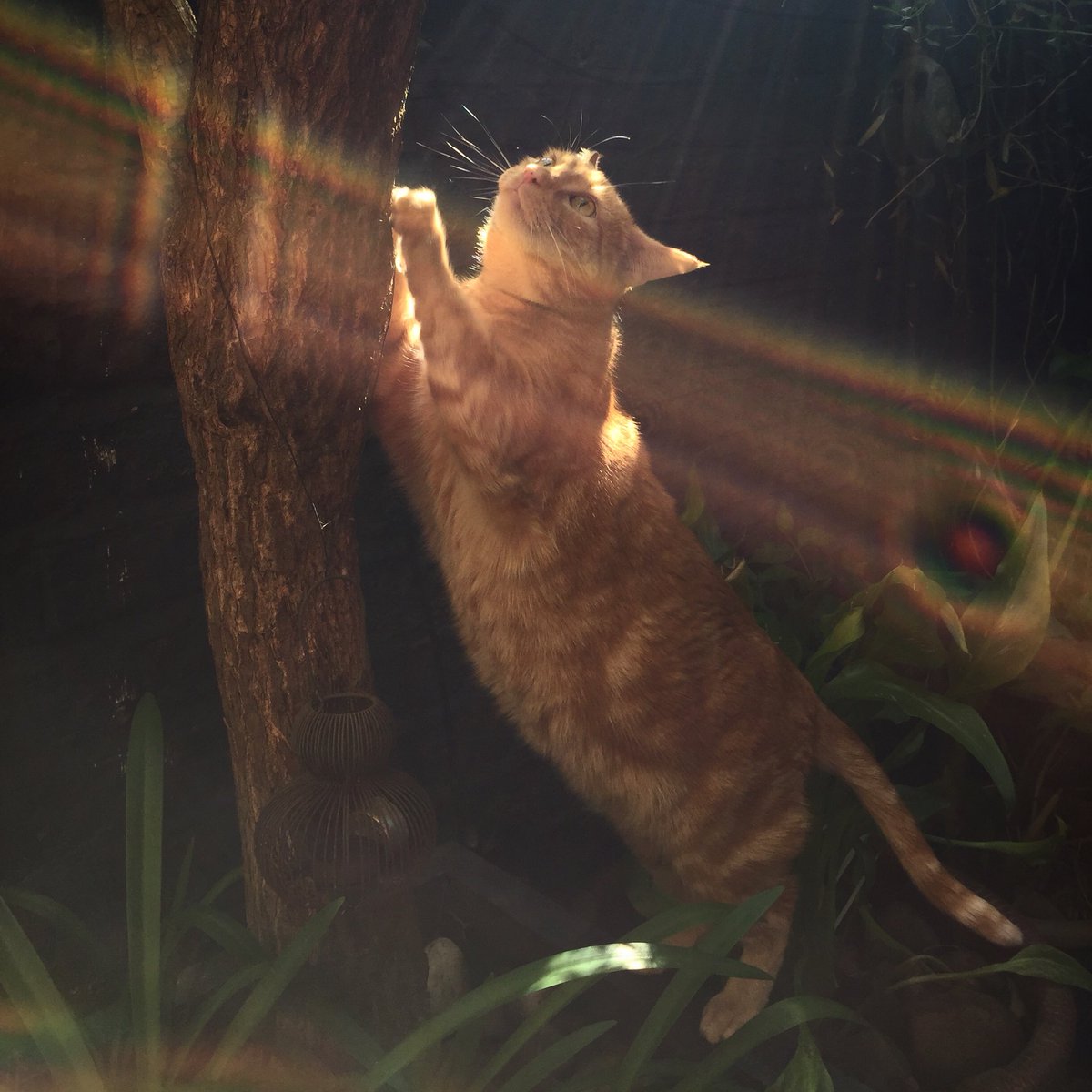 wilmaandpedro's tweet photo. Wilma catching some rays.
#cat #catstagram #catsofinstagram #cute #pets #petstagram #catoftheday #gingercat
#instacat_meows #meowsandwoofs #bestcats_oftheworld #topcatphoto #bestmeow #cutecatskittens #cat_features
#pleasantcats #fluffy_n_adorable
#catfeed #cats_of_instaworld https://t.co/Aqh12ovMon