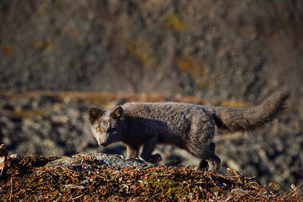 Changing Climates (@wis_exhibition) on Twitter photo All the children at #QMULFestival had a clear favourite image: An overwhelming win of the public's choice award for this little fellow! Want to know the story behind the image? Come to our exhibition, starting in 2 weeks! <a href="/EngageQM/">Queen Mary Centre for Public Engagement</a> <a href="/BritishEcolSoc/">British Ecological Society</a> @BES_AquaEco <a href="/NERCscience/">Natural Environment Research Council</a> All the children at #QMULFestival had a clear favourite image: An overwhelming win of the public's choice award for this little fellow! Want to know the story behind the image? Come to our exhibition, starting in 2 weeks! <a href="/EngageQM/">Queen Mary Centre for Public Engagement</a> <a href="/BritishEcolSoc/">British Ecological Society</a> @BES_AquaEco <a href="/NERCscience/">Natural Environment Research Council</a>