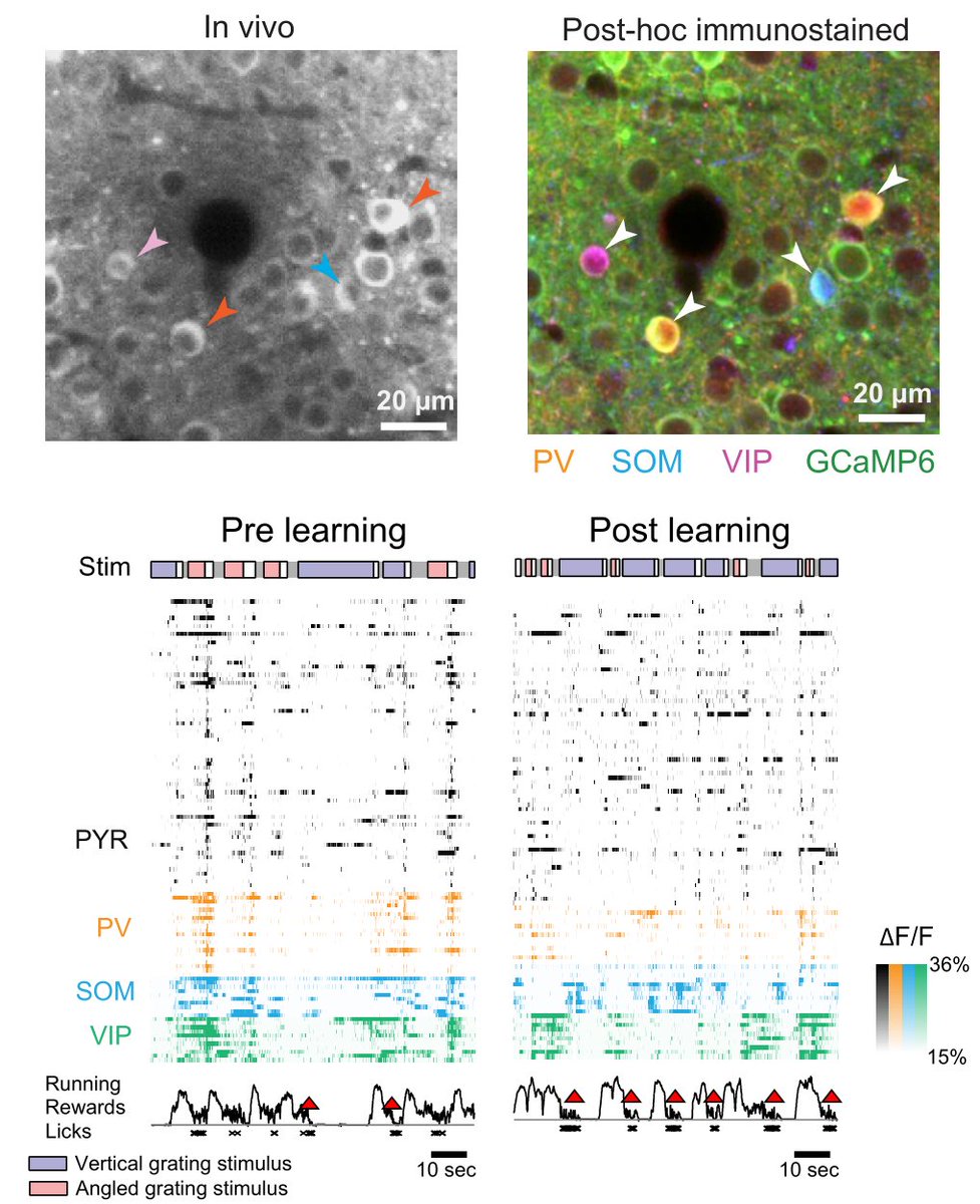 Adil Khan (@adilgkhan) on Twitter photo Check out our latest paper <a href="/NatureNeuro/">Nature Neuroscience</a>, where we recorded simultaneously from PV, SOM, VIP & pyramidal neurons in V1 as mice learnt a visual task. We found interesting changes in selectivity & interactions between the different cell classes over learning rdcu.be/OOgo Check out our latest paper <a href="/NatureNeuro/">Nature Neuroscience</a>, where we recorded simultaneously from PV, SOM, VIP & pyramidal neurons in V1 as mice learnt a visual task. We found interesting changes in selectivity & interactions between the different cell classes over learning rdcu.be/OOgo