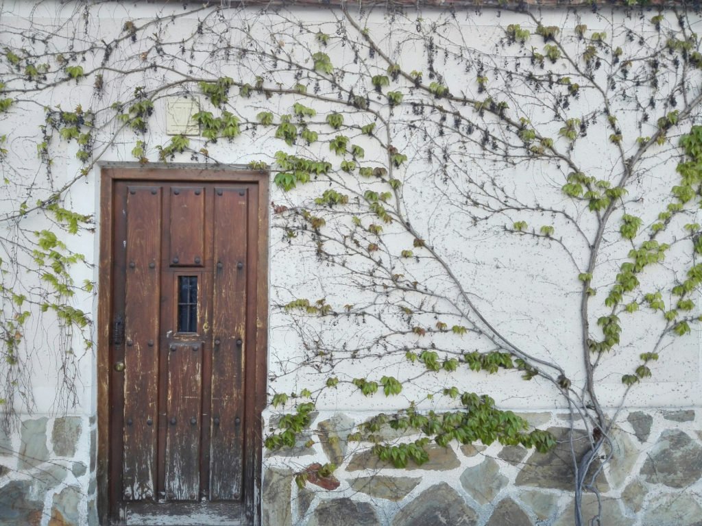 English ivy can be beautiful but hard to manage. Here's how to tame these unwieldy vines! bit.ly/2rSoGPS