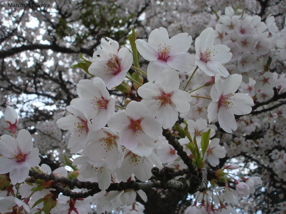 Happy Victoria Day! Venture outside and enjoy this lovely spring day!