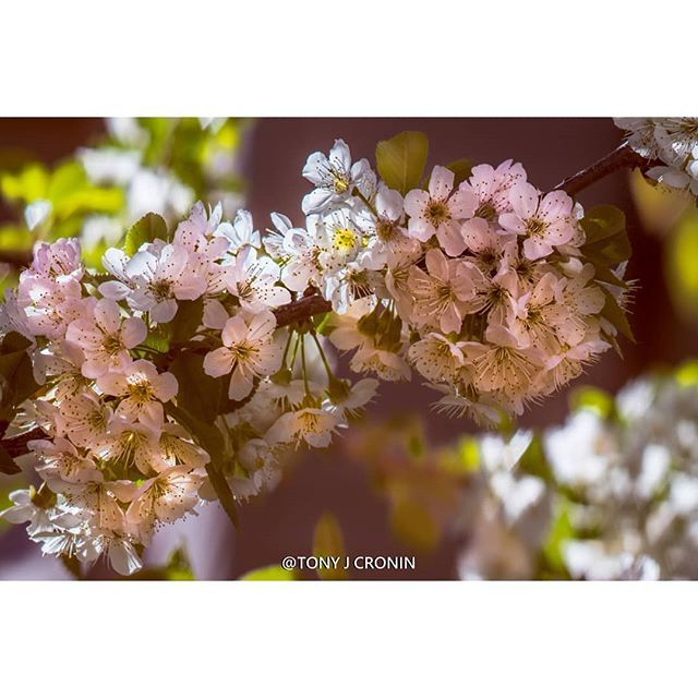 TonyJCronin's tweet photo. Blooms on our trees.
#yeg #spring
#PentaxK3 #PentaxM200mm
#bokeh
#cherryblossoms
#exploreedmonton
#depthobessed
#nature_org
#travelalberta
#bns_nature
#edmonton #780
#mustbeedmonton
#yegers
#igyeg #igyegers
#yegphotographer
#urbanyeg
#explorealber… https://t.co/kh7hK6owbQ https://t.co/D5PoCkuMoF