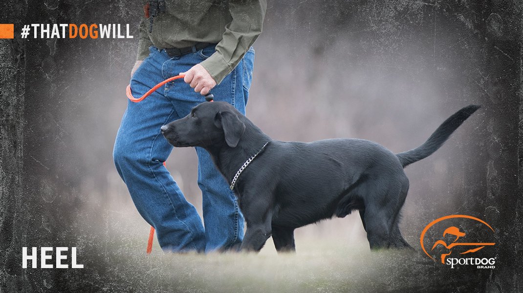 Keep your friends close and your dogs closer. ✅ 
Show us what your dog will do and enter to win monthly prizes! Use #ThatDogWill and tag <a href="/SportDOGBrand/">SportDOG Brand</a> with your dog photos to enter.
📷: <a href="/kjosoutdoors/">Lee Thomas Kjos</a>