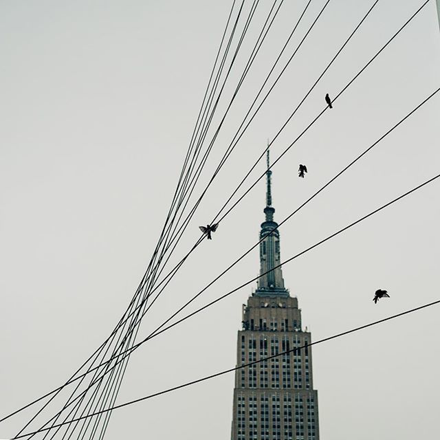 On a wire
.
.
.
.
.
#artofvisuals #citybestpics #agameoftones #city_explore #illgrammers #thecreative #shotaward #seemycity #createcommune #citylimitless #heatercentral #fatalframes #ic_thecity #urbanromantix #ig_captures_city #mkexplore #urbangathering … ift.tt/2Iym1Fj