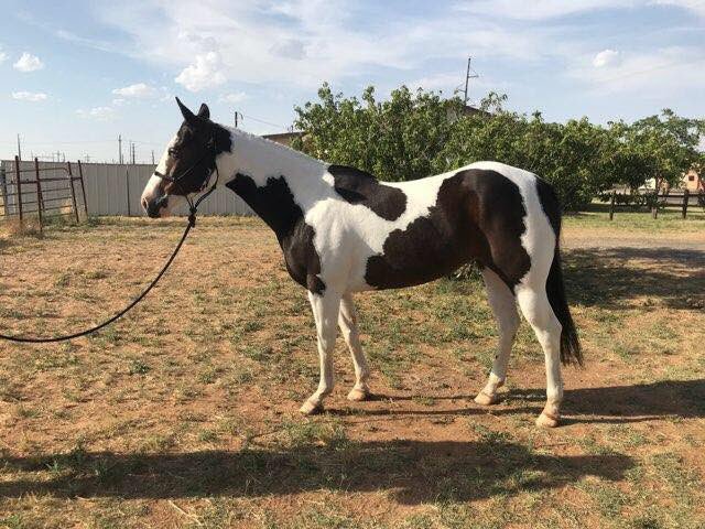 WellmannTodd's tweet photo. 6 year old paint mare for sale. Would be a great to show in ranch riding or make into a rope horse. Started flying lead change just needs to be finished out. Have roped the sled and tracked steers. Price and videos upon request. 

Location: Lubbock, TX

Wellmann Farms https://t.co/2rom9soNKk