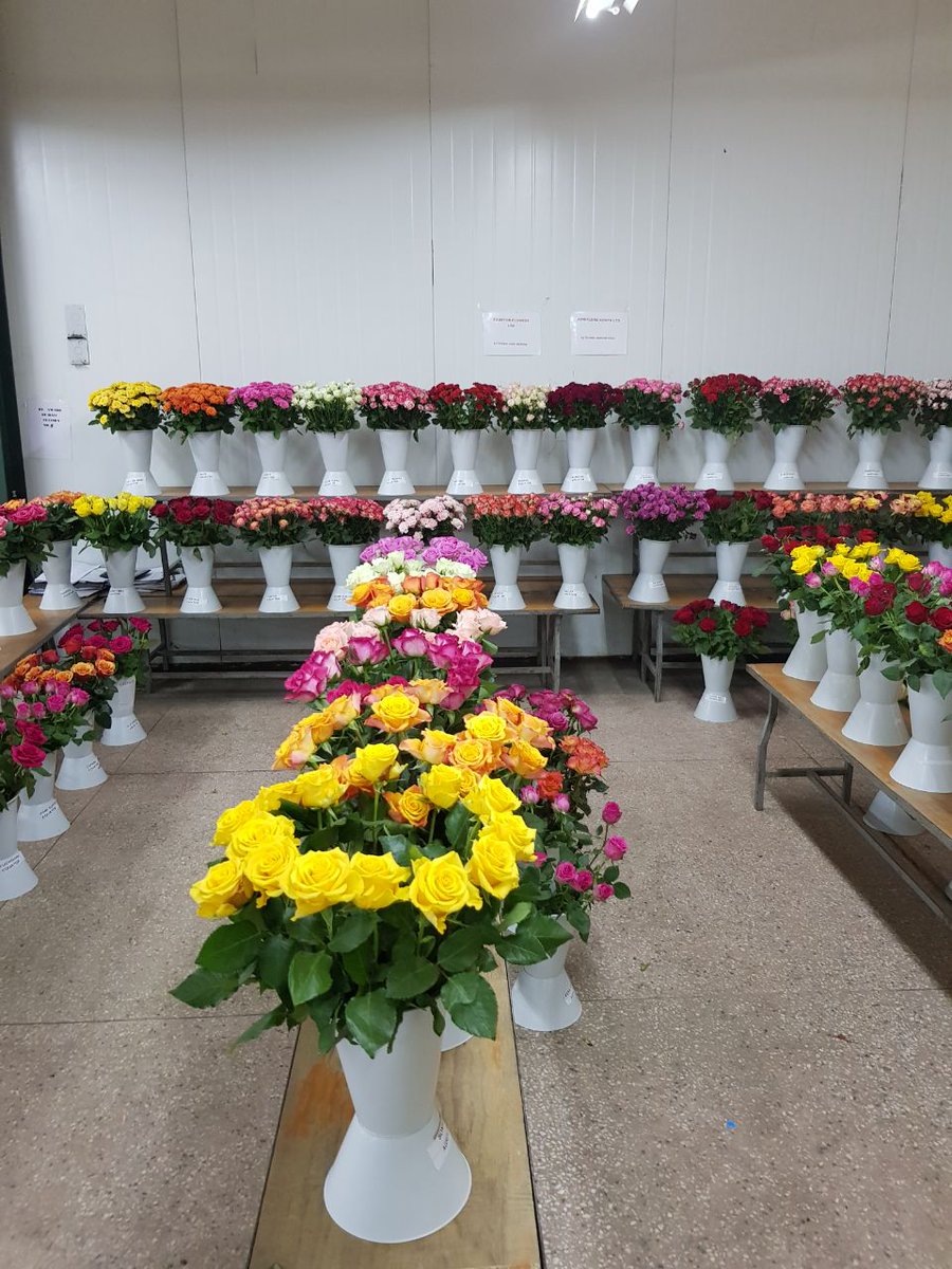 Sian Roses - Flower Vase life