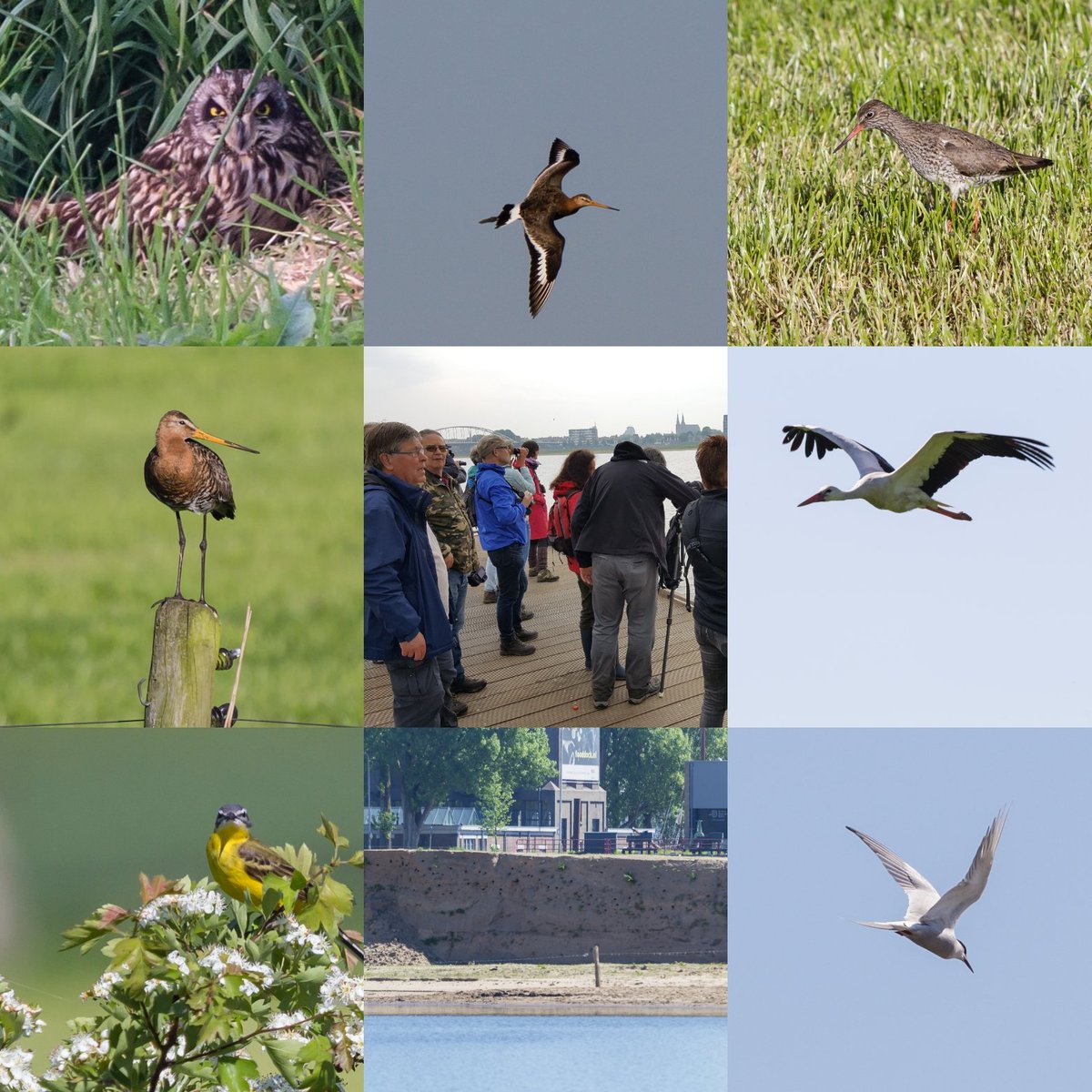 Terugblik <a href="/Vogelweek/">Nationale Vogelweek</a> 13 mei Die Velduil...Uniek om met zo'n grote groep te bewonderen. De Bever en een Damhert mochten er ook zijn <a href="/vogelnieuws/">Vogelbescherming NL</a>