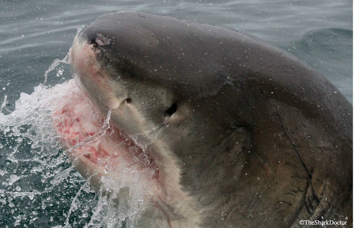 TheSharkDoctor's tweet photo. Happy Monday - have a great week!
#whitesharks #whiteshark #southafrica #gansbaai #sharkalley #sharks #sharkdiving #scuba #scubadiving #photography #canon #cressi #nature #conservation #oseas #conservationcrew #picoftheday https://t.co/cgWx5kEnV0
