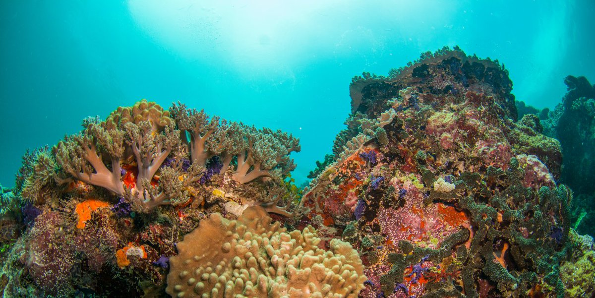 DGCagnati's tweet image. Un voyage à #Pohnpei ne sera pas un voyage comme les autres. Pohnpei est une île d&apos;Océanie, située dans l&apos;archipel des îles Carolines et faisant partie des États fédérés de #Micronésie. #micronesia #svworld svworld.info/micronesie/poh…