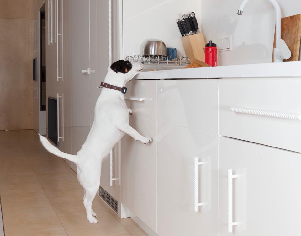 rawr smart pet collar