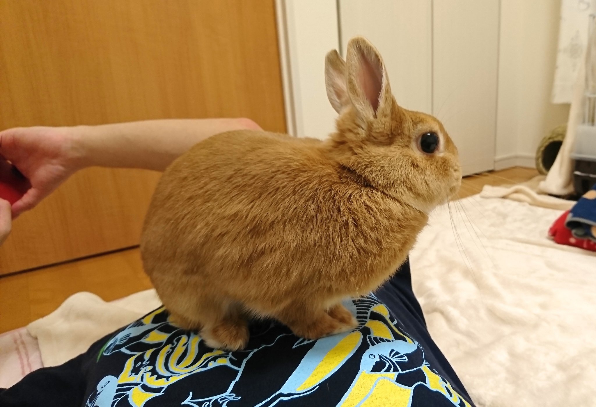 うさぎのモモ Auf Twitter 人が寝転がると 取り敢えず乗るうさぎ T Co Amslx7ae6u Twitter