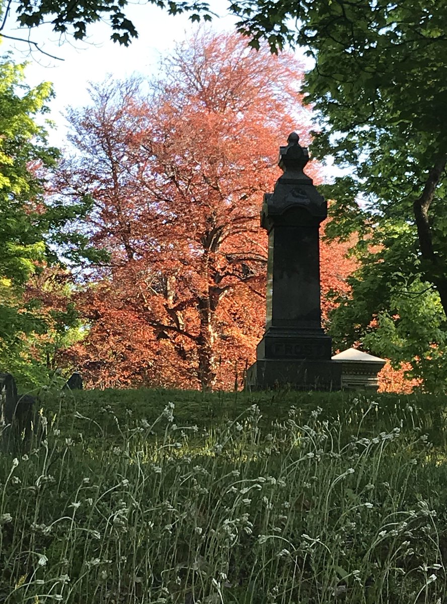 mboltonrivers's tweet photo. Every time I go to Mount Albion Cemetery for a stroll, I wonder what has kept me away from this lovely place. And the answer smacks of irony: Life. Life has kept me away from the cemetery. #mountalbion https://t.co/amxb0dO0gC