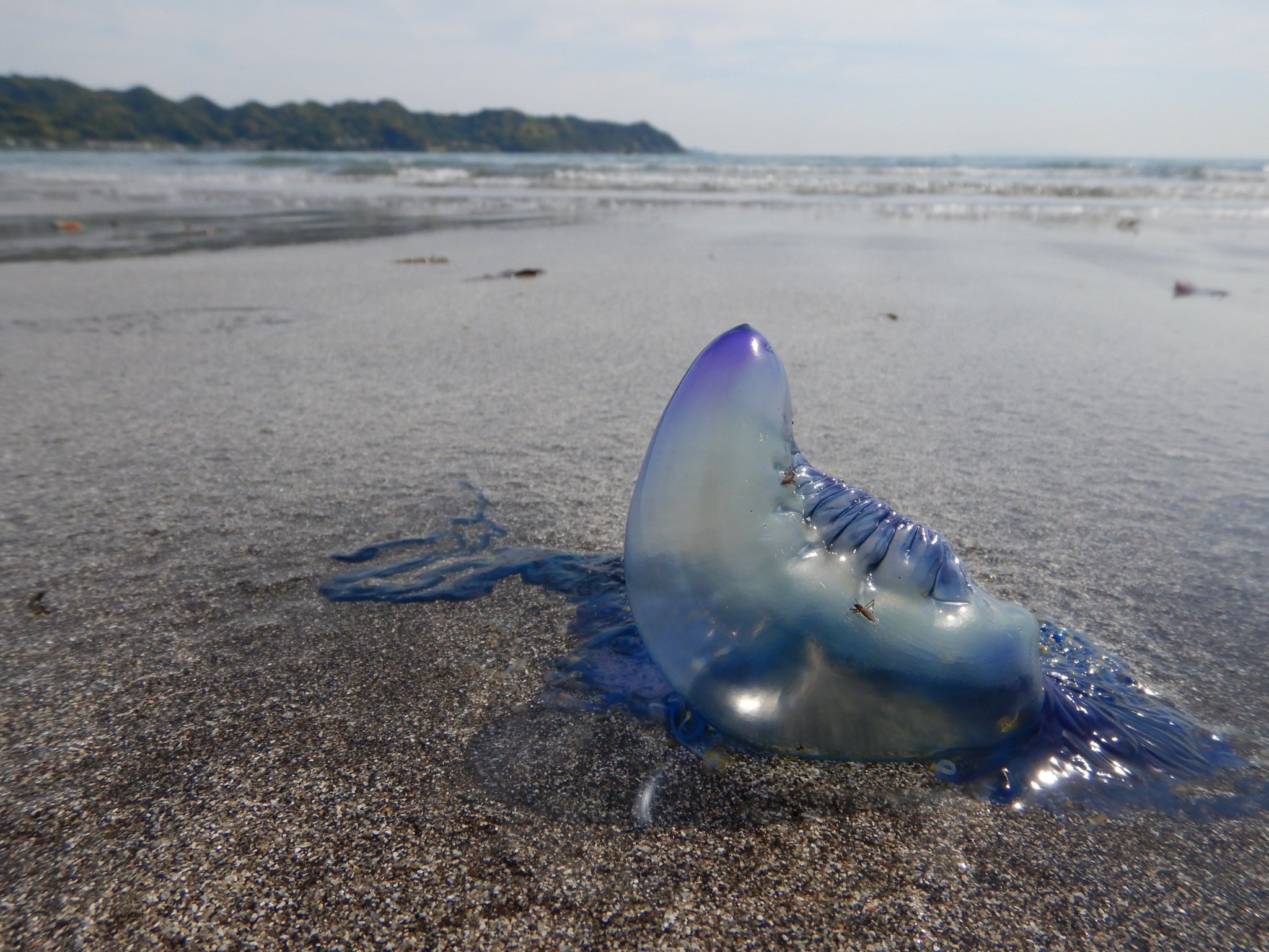 6dorsals 房総にもカツオノエボシ漂着しました 岩井海水浴場で2個でした お気をつけくださいませ ちなみにカヤックは水の中に身体を浸けていないため カツオノエボシなどクラゲに刺されにくい海のアクティビティと言えますので 僕らはあんまり怖がり
