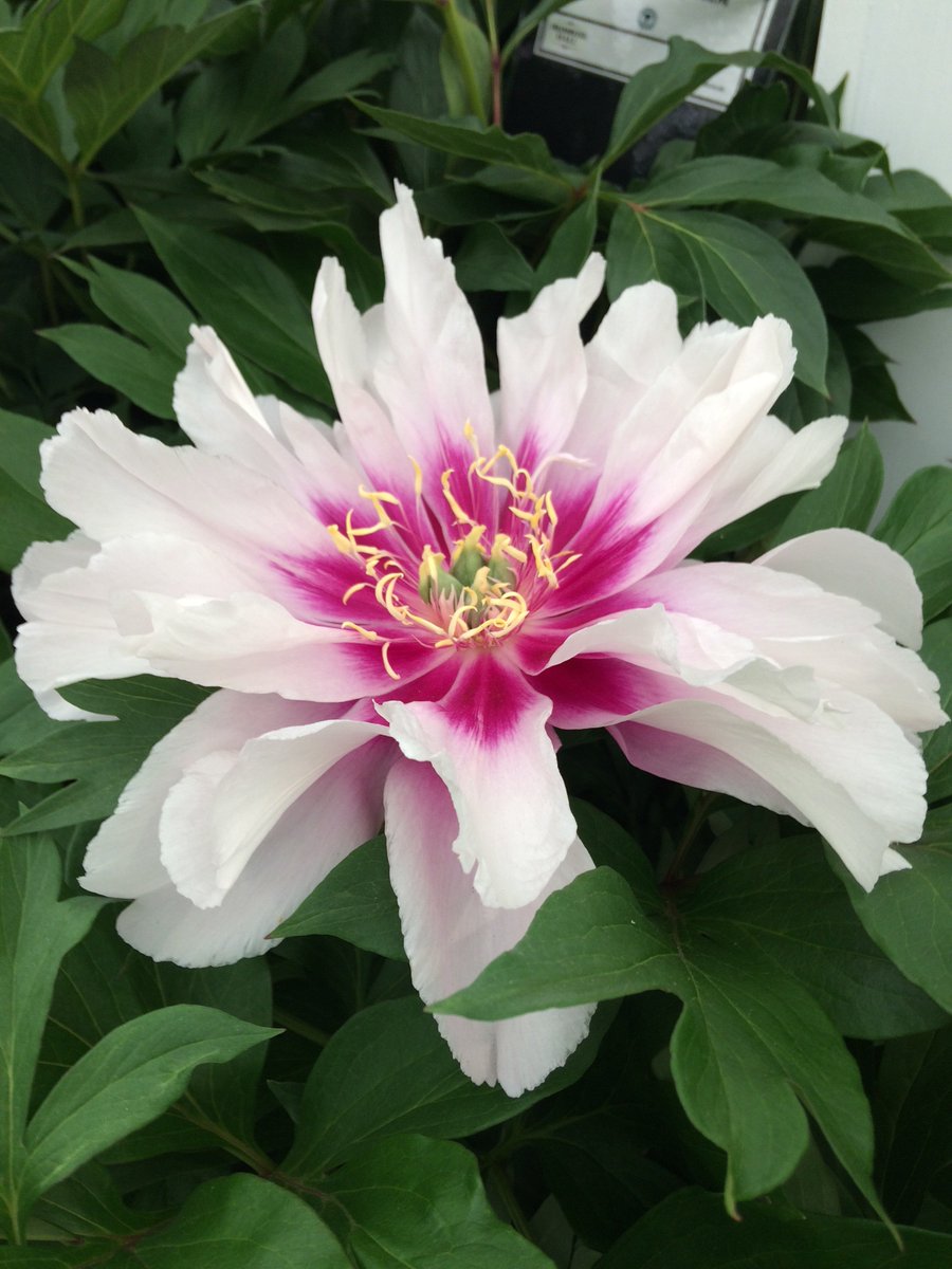 What a whopper of a peony from @primrosehalluk - it’s called ‘Cora Louise’ #rhschelsea #ChelseaFlowerShow