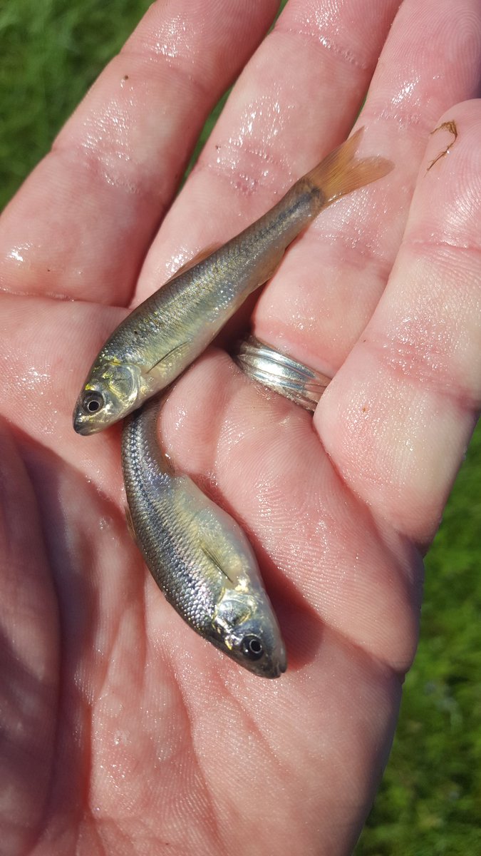 jmsayers78's tweet photo. HUGE thanks to PA @muskiesinc16 for buying Minnows for yearling #Musky at Linesville. $4k total. Passion = Success #builditandtheywillcome https://t.co/5WeVFc0gWs