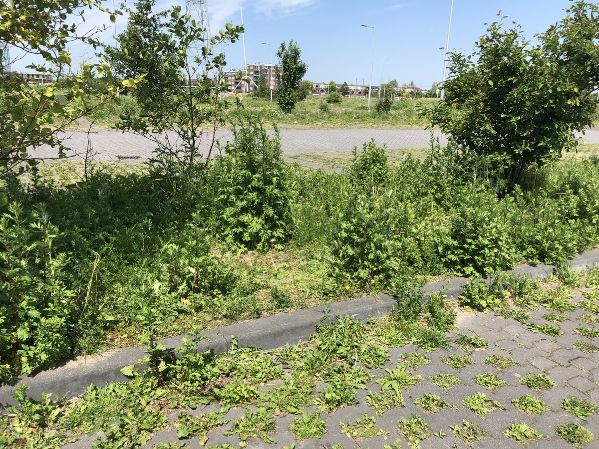 DaaromForza's tweet photo. Omdat de straten, pleinen en wegen in heel Haarlemmermeer gewoon netjes onderhouden moeten worden. 👇 dit kan echt niet. #maaibeleid #Haarlemmermeerkiest #21november #Forza! https://t.co/KynVHrGxFl