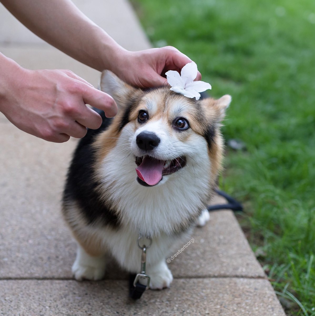 drewbertcorgi's tweet photo. There was an attempt... to pose Mona with a flower. However, this wildling girl has no time for frivolous, pretty things.
Her corgdad has a treat in his hand and she’s practically eating it with her eyes, with that look she’s giving it!
#ItsMonaTime #ToDerp #corgi https://t.co/6Vegia9vvi