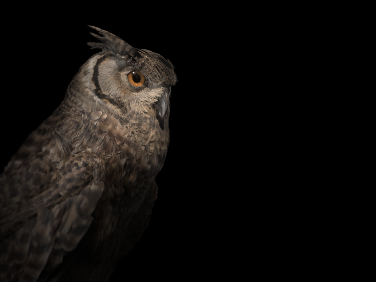 gosha_simonov's tweet photo. My owl model is now rigged! Thanks for watching!
#3d #owl #model #vray #turbosquid #missset #art #cg #indiedev #gamedev #eagle #feathers #3dsmax #zbrush #3dartist #3Dev #portfolio #freelancer #makeof https://t.co/EtAugRhGGd