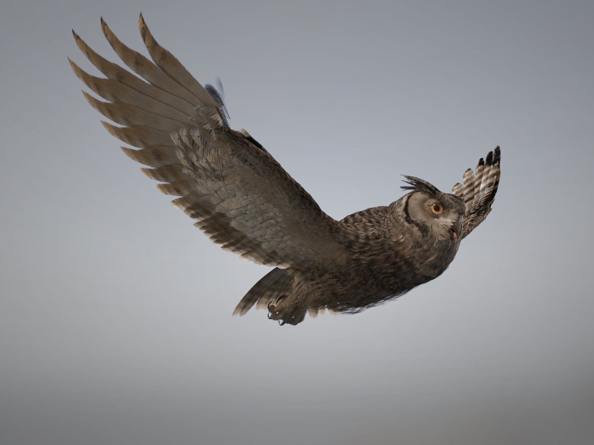 gosha_simonov's tweet photo. My owl model is now rigged! Thanks for watching!
#3d #owl #model #vray #turbosquid #missset #art #cg #indiedev #gamedev #eagle #feathers #3dsmax #zbrush #3dartist #3Dev #portfolio #freelancer #makeof https://t.co/EtAugRhGGd