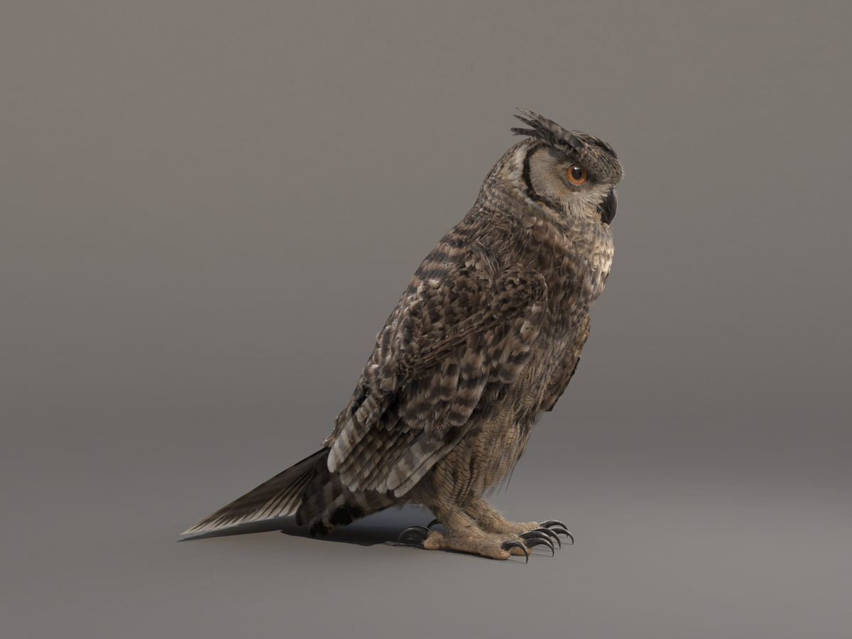 gosha_simonov's tweet photo. My owl model is now rigged! Thanks for watching!
#3d #owl #model #vray #turbosquid #missset #art #cg #indiedev #gamedev #eagle #feathers #3dsmax #zbrush #3dartist #3Dev #portfolio #freelancer #makeof https://t.co/EtAugRhGGd