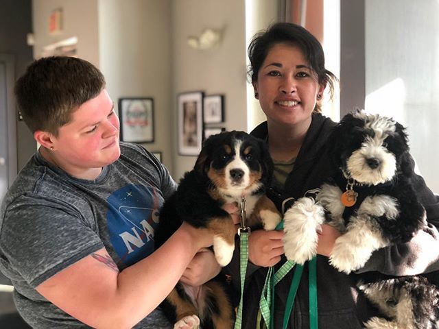 theurbanhound's tweet photo. Well, our Monday is off to a great start. Hope yours is, too! ·
·
·
#theurbanhoundhotel #urbanhound #dogsofthesouthend #dogsofboston #theurbanhound #southenddogs #bostondogs #bostondogtrainer #bostondogwalker #bostondoggroomer #bostondogtraining #bostonb… https://t.co/eyZmOPMgVL https://t.co/O0LTOJPBas