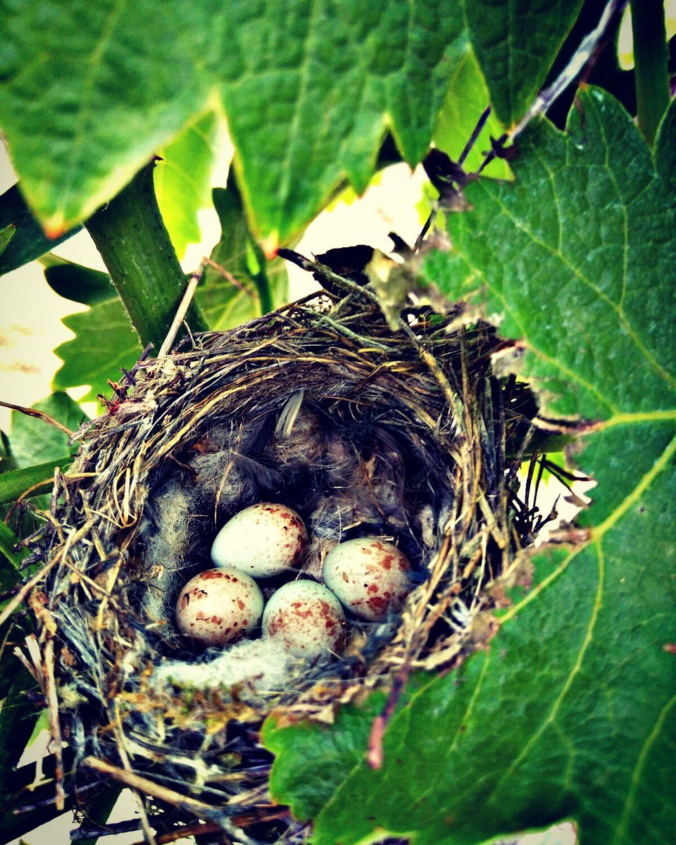 First goldfinch nest of the sprinf at #Closdelobac vineyards.
.
.
.
#gratallops #priorat #bird #nest #goldfinch #vineyard #forest #winemaker #winelover #wine #instawine #wineproducer #countryside #babybird #egg #leaf #spring #green #mondaymood #nature #catalunyaexperience #vine
