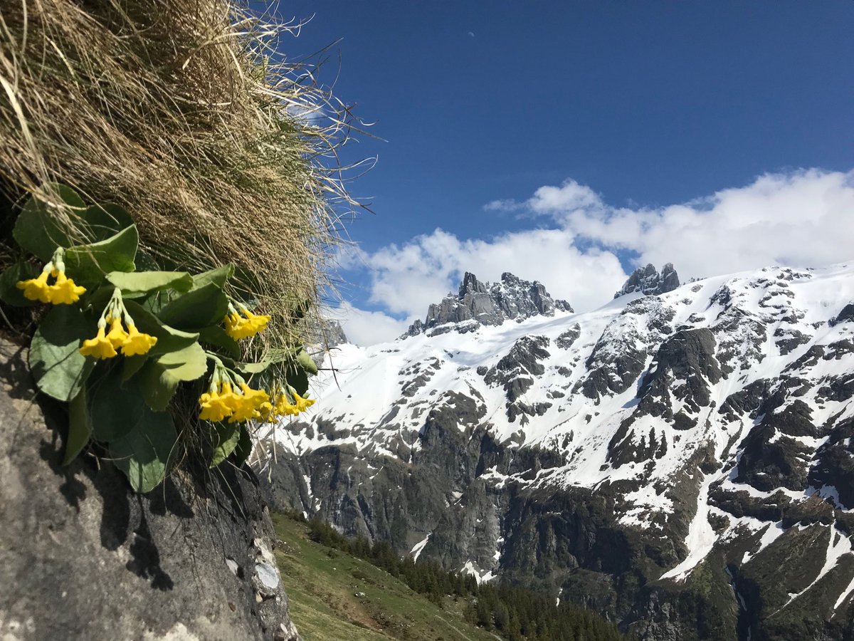 Bergfrühling auf #Fürenalp #Engelberg