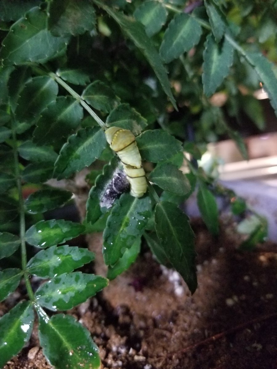 カエルの餌にはしません