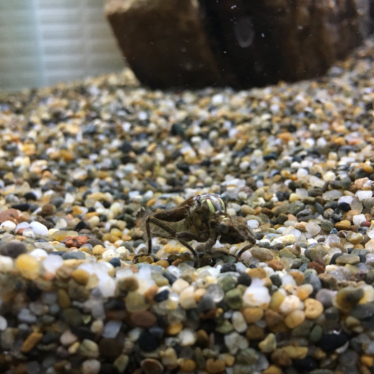 bucephar's tweet image. 半分トンボ出てる疑惑