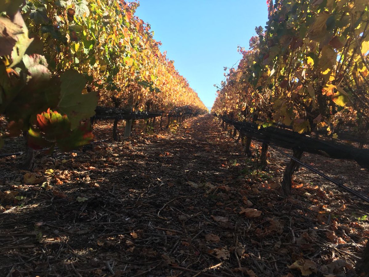 MetzooOK's tweet photo. Las bodegas del Valle de Uco (Mendoza) siguen incorporando tecnología Metzoo para producir más y mejor, haciendo uso responsable del agua. 💪💧🍇🍷🗺️#Mendoza #vino #MedioAmbiente #Tecnologia #wine #AgTech https://t.co/fc64PgcgWm