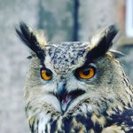 Photo by Shieldaig Lodge Falconry (@ScotFalconry)