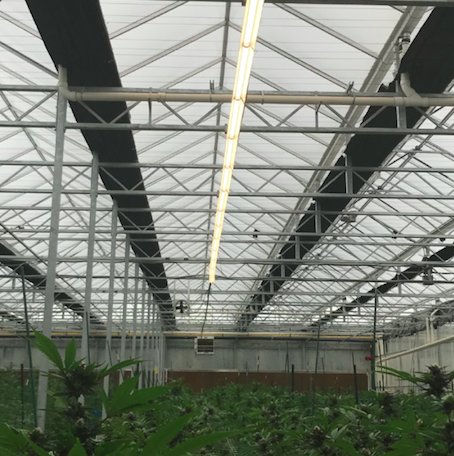 Thrive Agritech tweet media