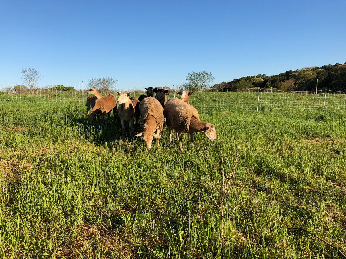 An interesting perspective on our dietary choices that explains much of our rationale for bringing sheep back to Peterson Farm 
goo.gl/y6KzdP