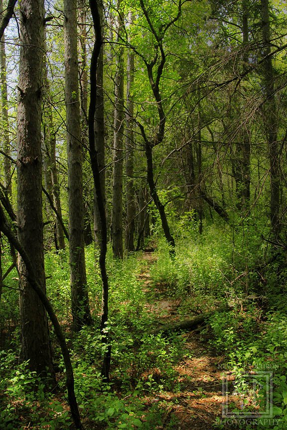 KjpPhotography's tweet photo. Walking along a dear #trail through the #trees #MiddletonWisconsin At #BlackEarthCreek- Sunnyside Unit #DaneCounty #Wildlife Area. (5-18-2018)  #CanonBringIt #Tamron #photography #landscapephotography #nature #trees #Path #ThePhotoHour #StormHour #Lightning #mood https://t.co/P78nKl5Ktl