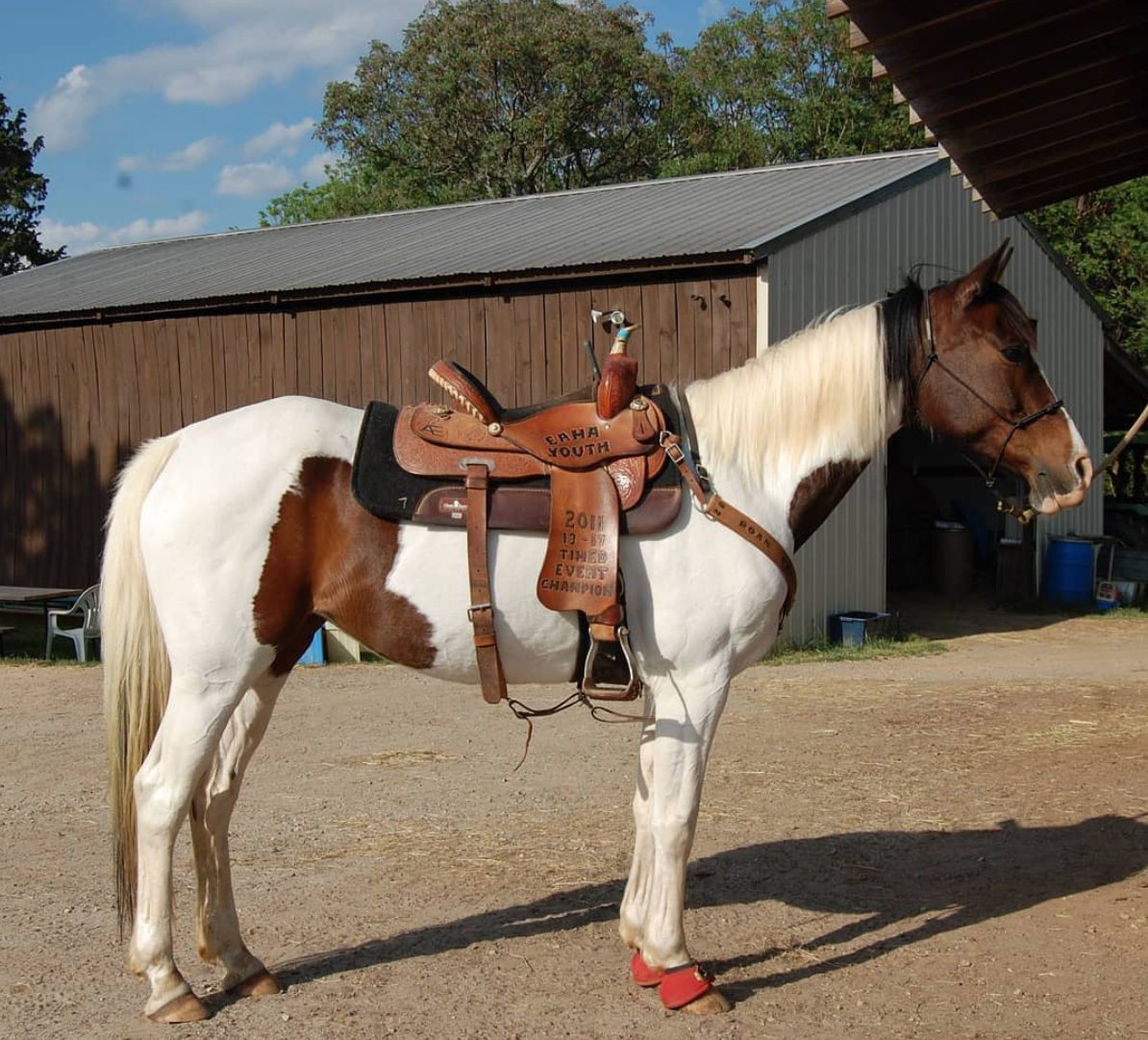 LakotaTrailers's tweet photo. "I might be biased but I think she's one pretty little mare π
.
#lakotayoungprofessionals #lakotaypa #lakotatrailers #barrelhorse #mare #barrelracer #equestrian #jumping #dressage #apha #halter #coltstarting #studcolt #rodeo #groundwork #colttraining π·: @southern.stride " https://t.co/Uwb5jbmSUN
