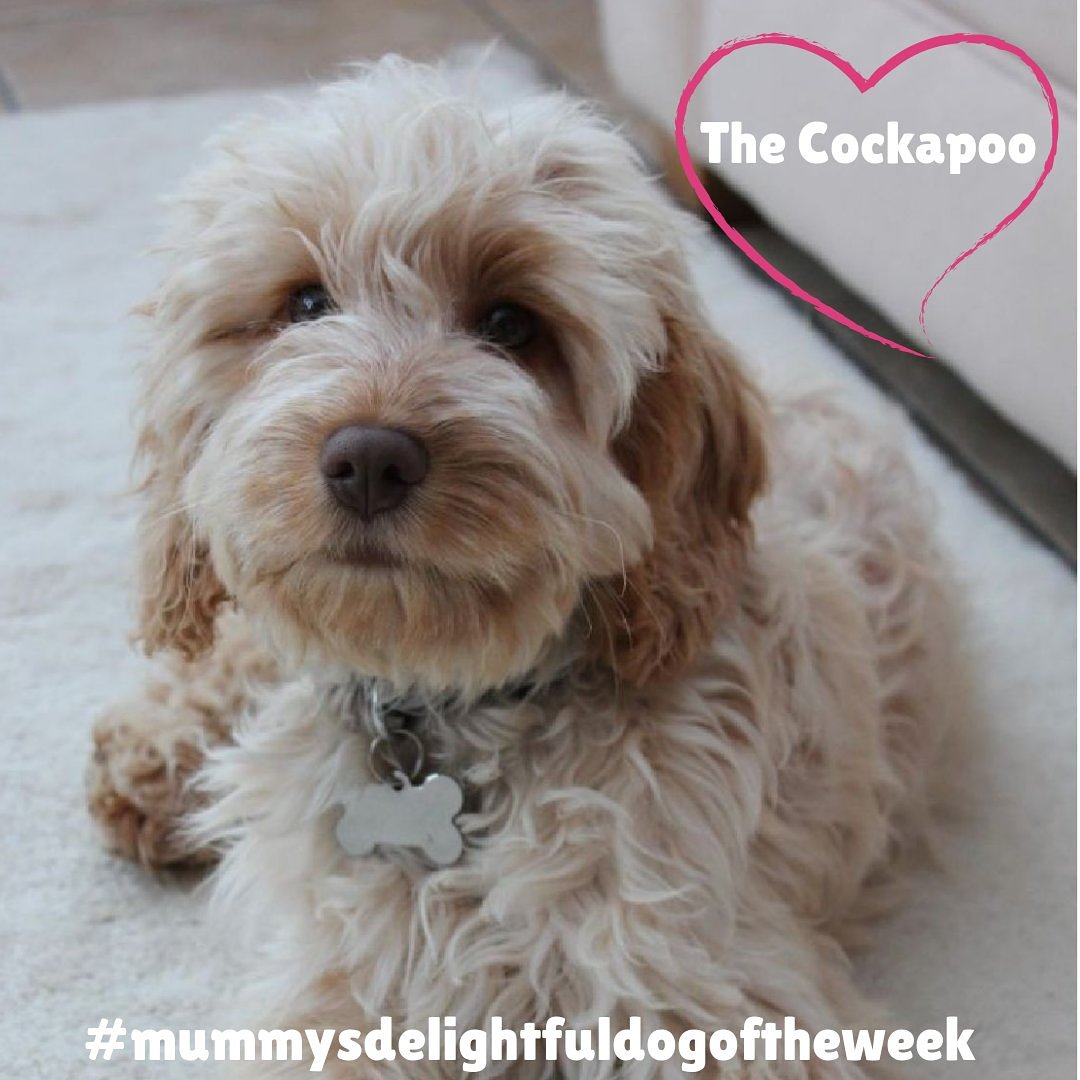 mumsdelight's tweet photo. #mummysdelightfuldogoftheweek is back and this week, it's the turn of the very gorgeous #cockapoo 🐶❤ Find us on Instagram to find out more and to join in.... https://t.co/NYajckqZbE