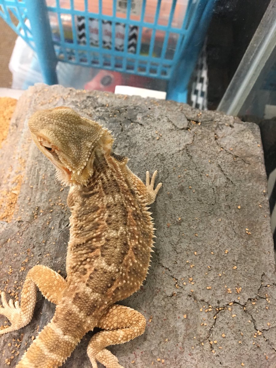 ScienceSpike's tweet photo. I completed my first shed in Mrs. Suarez’s class. I am growing! Where do you think this piece was shed from? #JCTchallengeaccepted #jctfanstastic5th https://t.co/fxA5hiCdNh